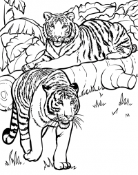 couple tiger coloring pages