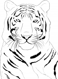 coloring pages of tigers