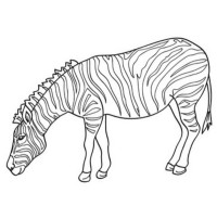 coloring pages of zebras