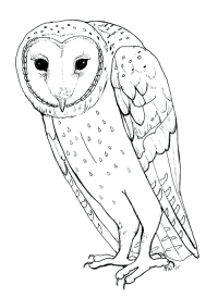owl coloring sheet