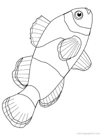 freshwater fish coloring pages